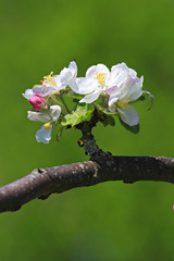 Branch  of an apple-tree in bloom.