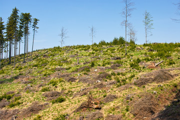 Scenery with cut-out forest and blue sky