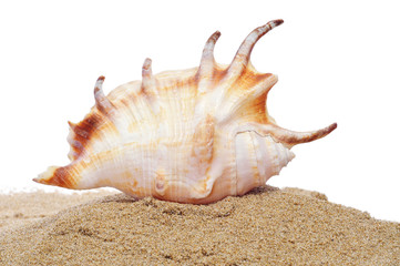 Fototapeta na wymiar conch in the sand