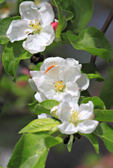 Branch  of an apple-tree in bloom.