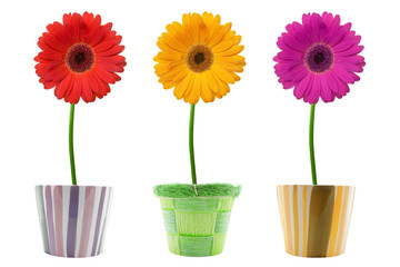 three colorful gerberas  isolated on white background.