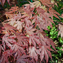 Fächerahorn - Acer palmatum