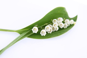 Maiglöckchen blüht mit einem Blatt auf weißem Hintergrund