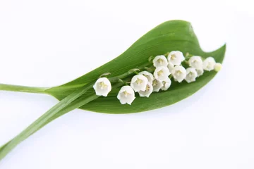 Fotobehang Lelietje-van-dalen Lelietje-van-dalen bloemen met een blad op witte achtergrond