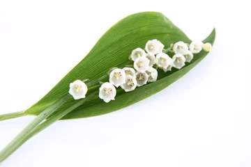 Photo sur Aluminium Muguet Fleurs de muguet avec une feuille sur fond blanc