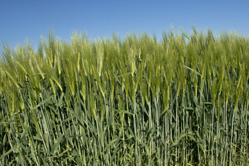 Wheat on a blue sky
