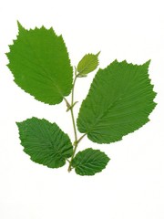 leaves of hazel bush