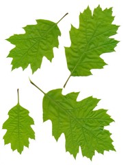 leaves of red oak tree