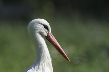 White Stork, Ciconia ciconia