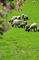 Obraz na płótnie Canvas Wypas owiec wiosna