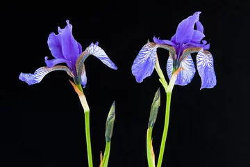 Cercles muraux Iris Blue iris