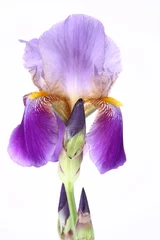 Acrylic prints Iris Purple iris flower on white background