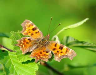 Butterfly on green leaf