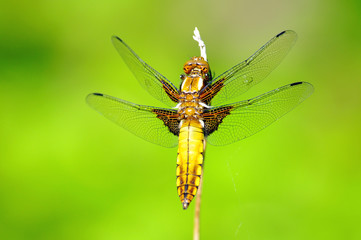Dragonfly
