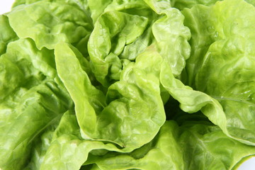 Lettuce in close up