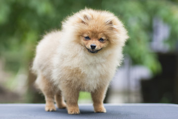 German Spitz