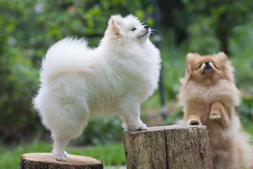 Two playing spitz