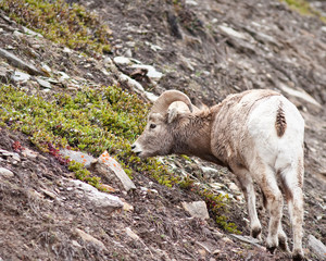 Bighorn sheep Ram