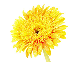Yellow gerber flower isolated on white