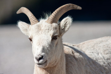 Bighorn sheep