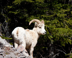 Obraz na płótnie Canvas Bighorn owiec Ram