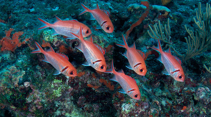 Blackbar Soldierfish hovering in front of a coral reef.