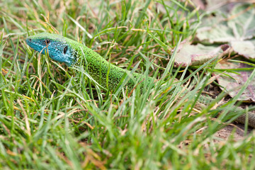 blue lizard in the grass