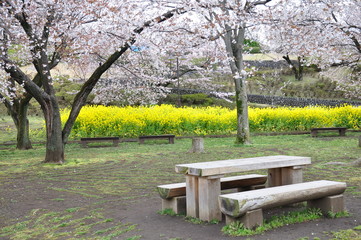 春の公園