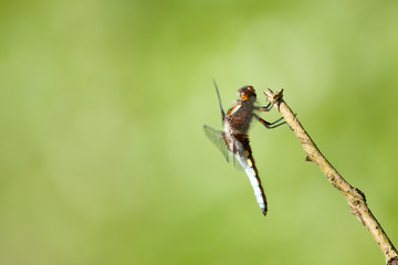 Libellula depressa