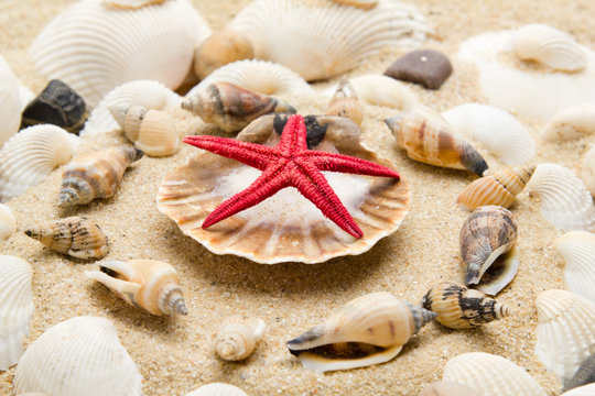 beach with starfish and seashells