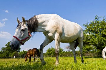 Obraz premium horse