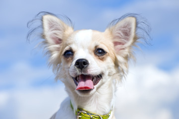 happy Chihuahua dog head close-up against blue cloudy sky
