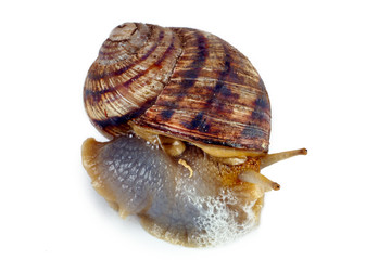 Crawling snail isolated on a white background