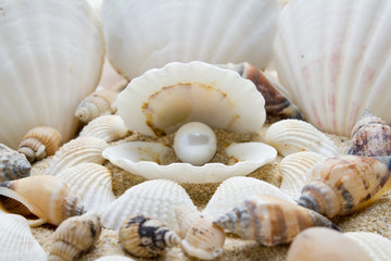 sea pearl in shells on sand . The exotic sea shell