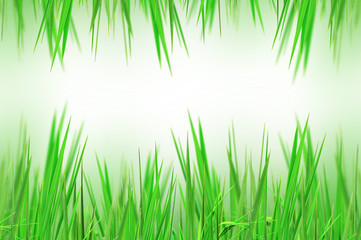 abstract fresh grass for background