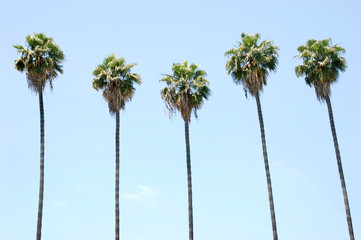 Rangée de palmiers
