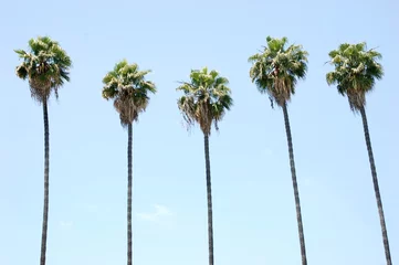 Cercles muraux Palmier Rangée de palmiers