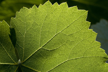 grape leaf