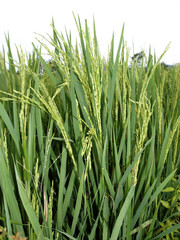 rice field close up view