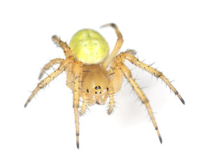 Cucumber spider isolated on white background