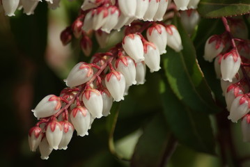 Pieris