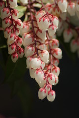 Pieris