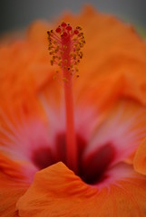 Fototapeta premium Hibiscus