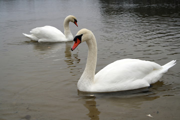 Swans in cold autumn lake