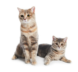 Fototapeta na wymiar British Shorthair cats isolated