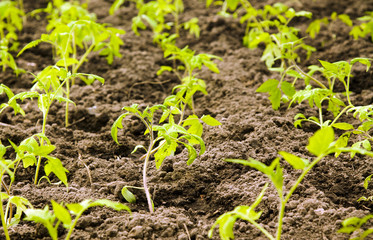 Tomato bush