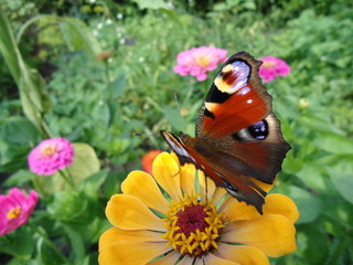 Motyl © edwinpl