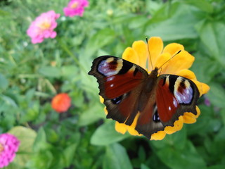 Motyl © edwinpl