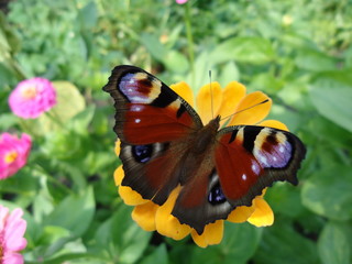 Motyl © edwinpl