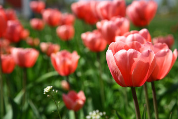 Flower field of pink tulips